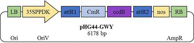 Screening of Secreted Proteins of Sporisorium reilianum f. sp. zeae for Cell Death Suppression in Nicotiana benthamiana